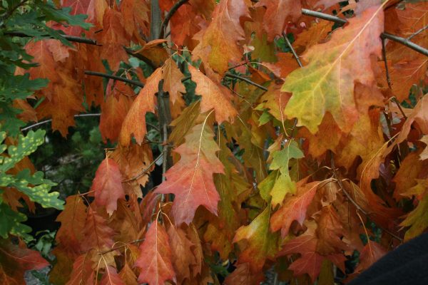 Quercus rubra - Red Oak