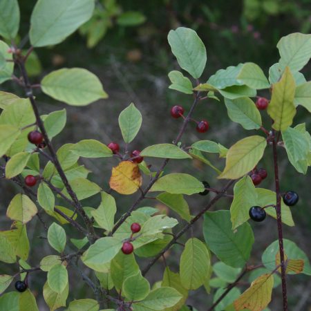 Rhamnus frangula - Alder Buckthorn