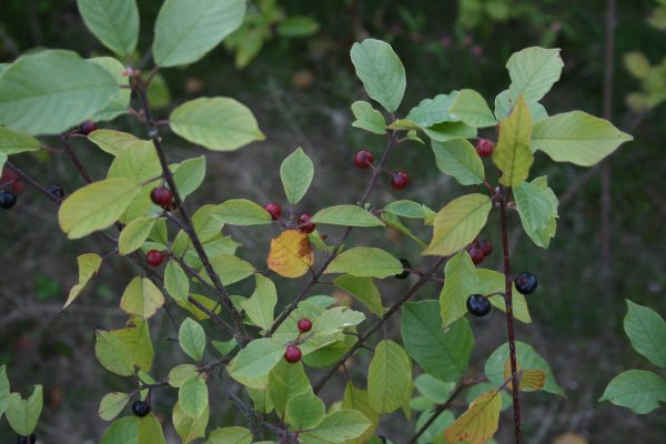 Rhamnus frangula - Alder Buckthorn