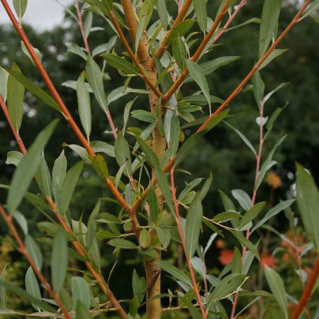 Salix alba - White Willow