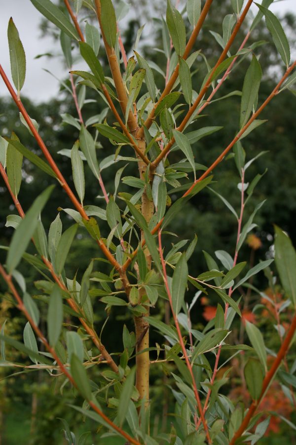 Salix alba - White Willow