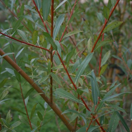 Salix alba - White Willow