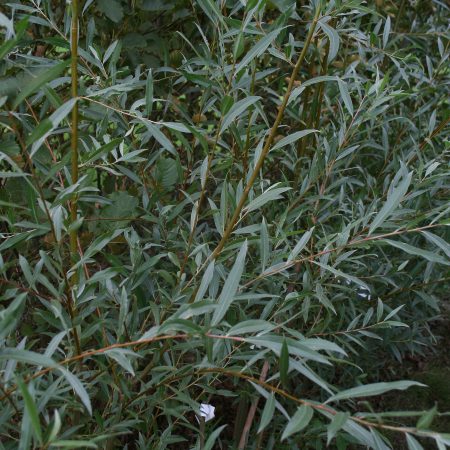 Salix alba - White Willow