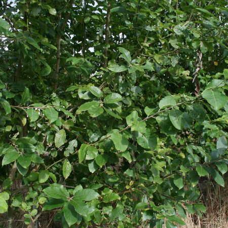 Salix caprea - Goat Willow