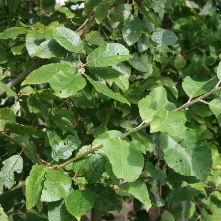 Salix caprea - Goat Willow