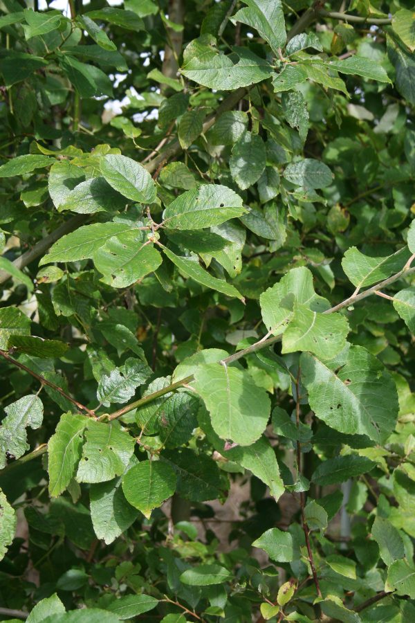 Salix caprea - Goat Willow