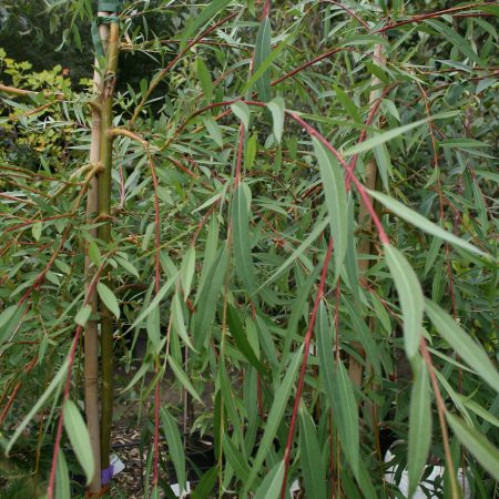 Salix x sepulcralis chrysocoma - Golden Weeping Willow