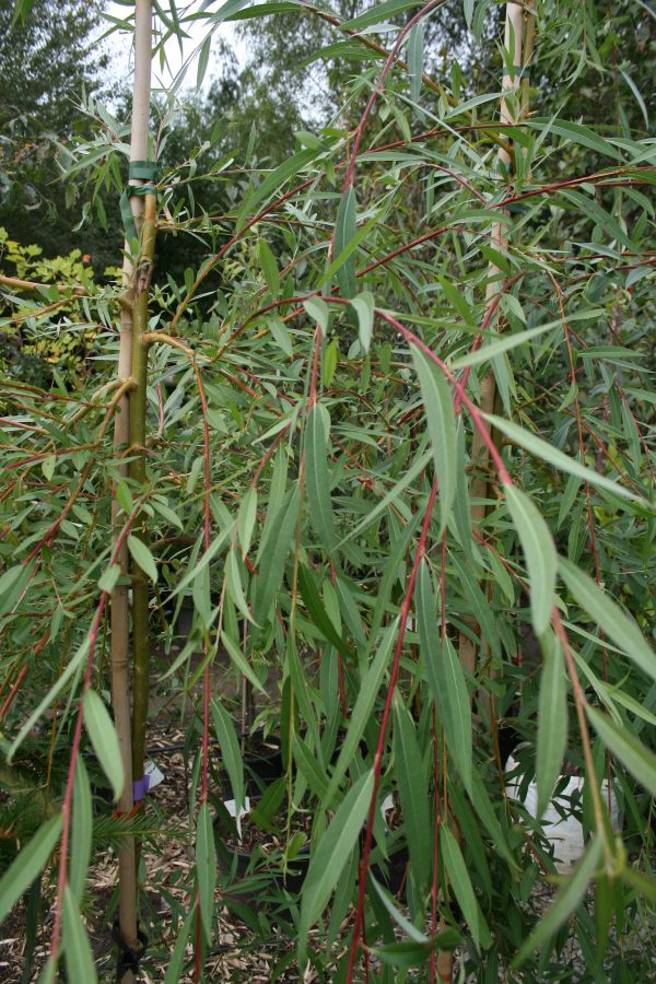 Salix x sepulcralis chrysocoma - Golden Weeping Willow