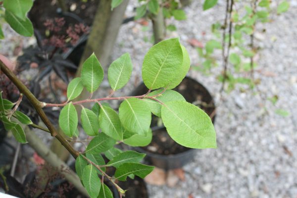 Salix kilmarnock willow - Dwarf Weeping Pussy/Goat Willow