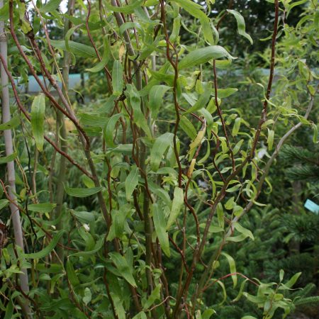 Salix matsudana tortuosa - Corkscrew Willow