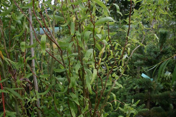 Salix matsudana tortuosa - Corkscrew Willow