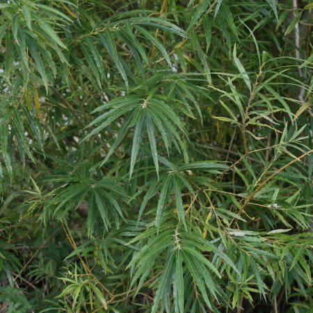 Salix viminalis - Common Osier Willow