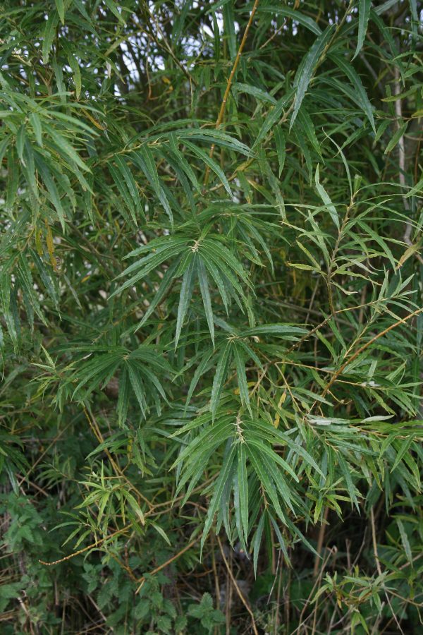 Salix viminalis - Common Osier Willow