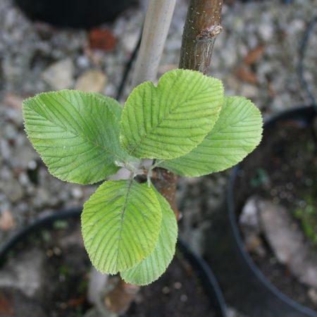 Sorbus aria - Whitebeam