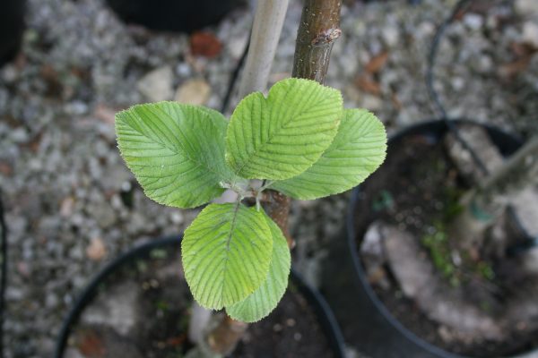 Sorbus aria - Whitebeam