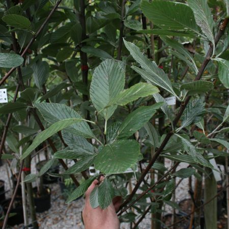 Sorbus aria majestica - Whitebeam