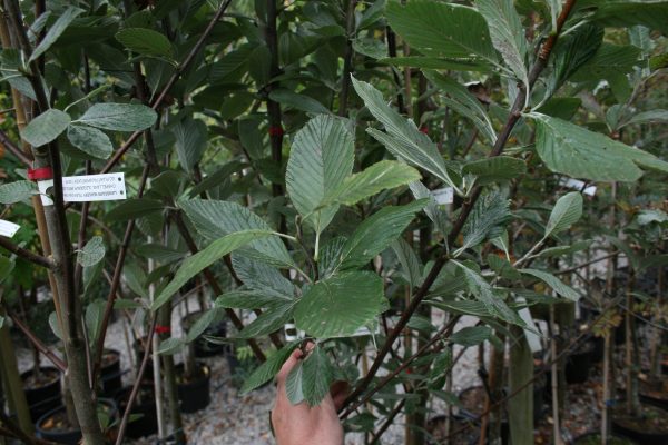 Sorbus aria majestica - Whitebeam