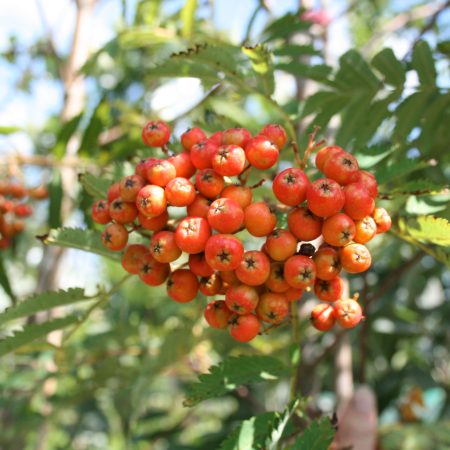 Sorbus asplenifolia