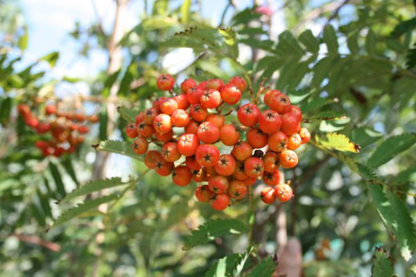 Sorbus asplenifolia