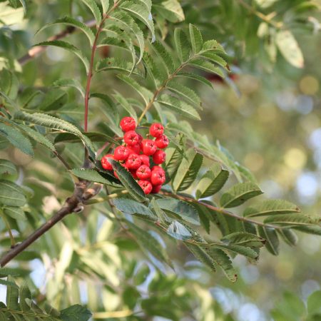 Sorbus aucuparia - Rowan