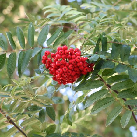 Sorbus aucuparia - Rowan