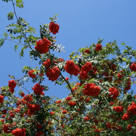 Sorbus aucuparia - Rowan