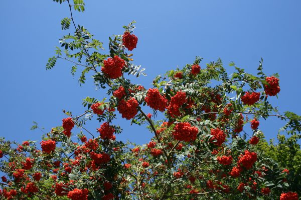 Sorbus aucuparia - Rowan