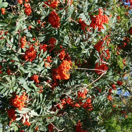 Sorbus aucuparia - Rowan