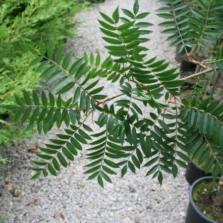 Sorbus Eastern Promise