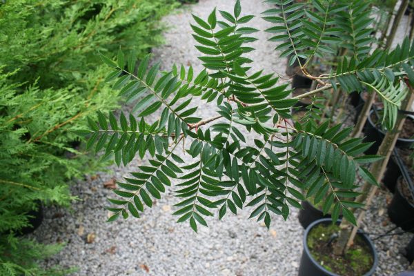 Sorbus Eastern Promise