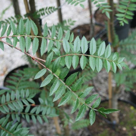 Sorbus vilmorinii