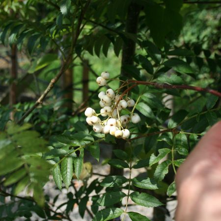 Sorbus White Wax