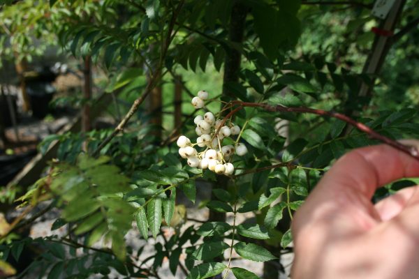 Sorbus White Wax