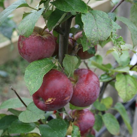 Spartan Apple Tree