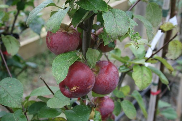 Spartan Apple Tree