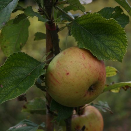 Sunset Apple Tree