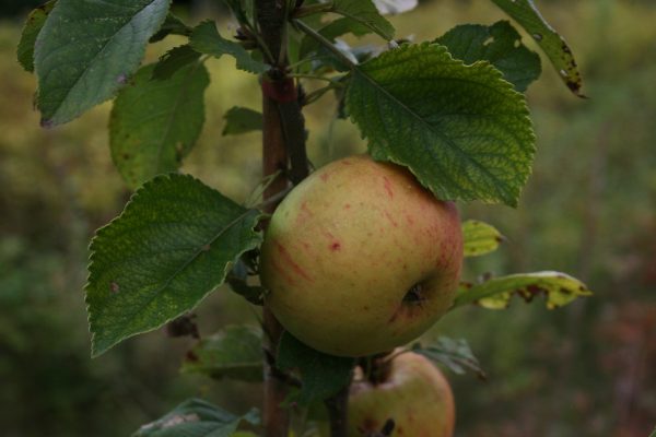 Sunset Apple Tree