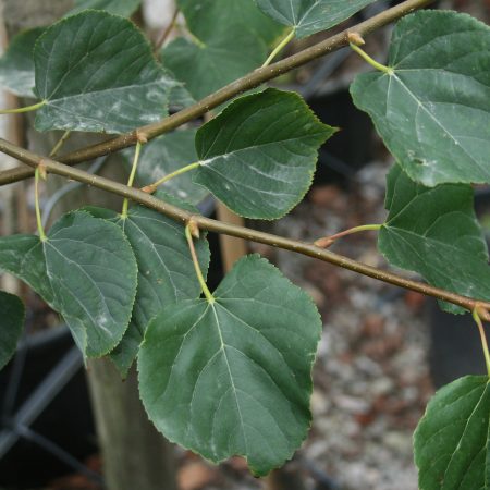 Tilia cordata - Small Leaved Lime