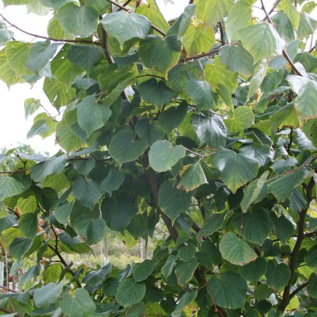 Tilia cordata - Small Leaved Lime