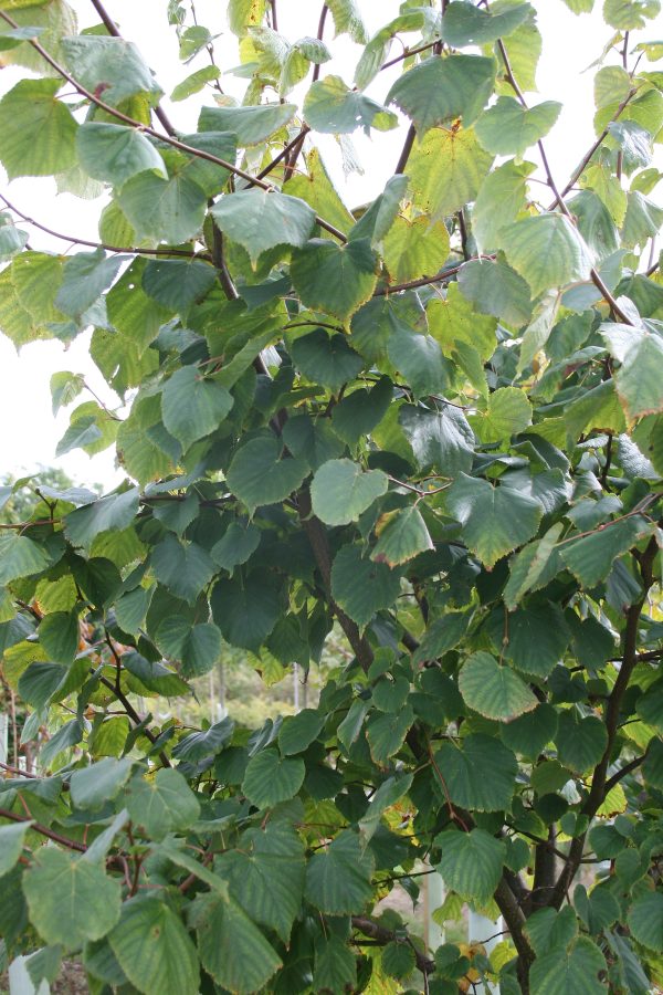 Tilia cordata - Small Leaved Lime