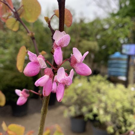 Cercis siliquastrum (Judas Tree)