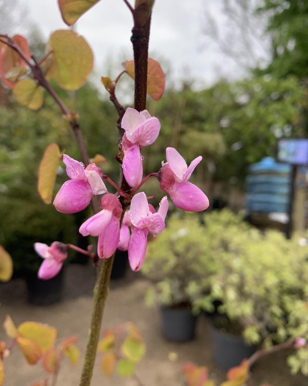 Cercis siliquastrum - Judas Tree