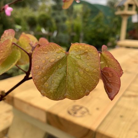 Cercis siliquastrum - Judas Tree