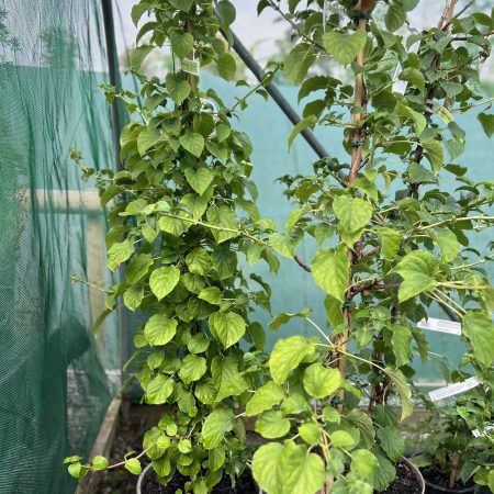 Hydrangea petiolaris - Climbing Hydrangea