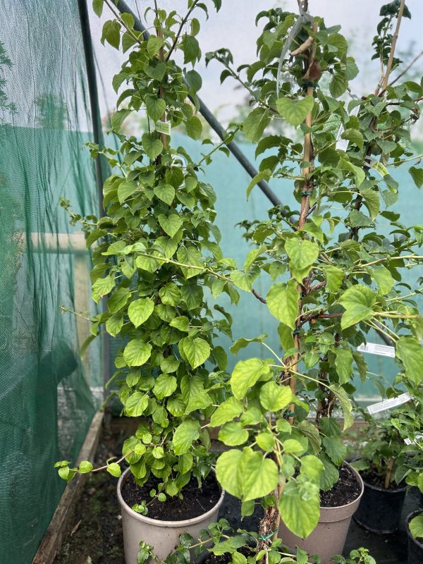 Hydrangea petiolaris - Climbing Hydrangea