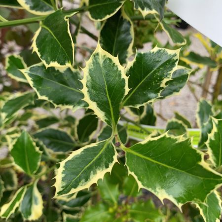 Ilex aquifolium 'Argentea Marginata'