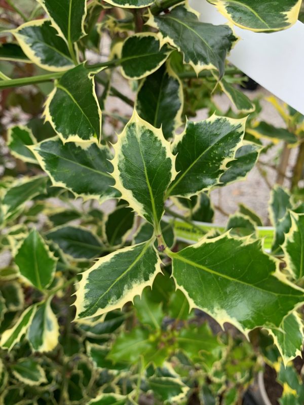 Ilex aquifolium 'Argentea Marginata'