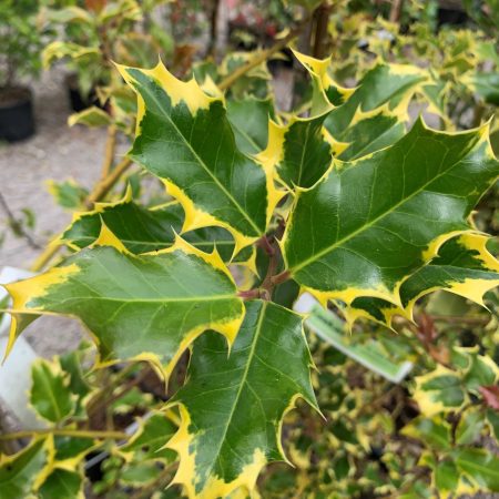 Ilex aquifolium 'Madame Briot'