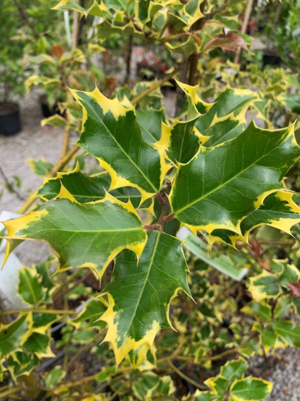 Ilex aquifolium 'Madame Briot'