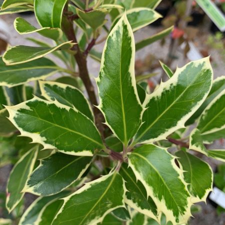 Ilex aquifolium 'Handsworth New Silver'